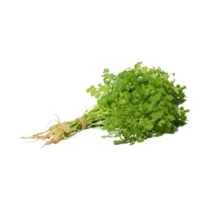 Cilantro