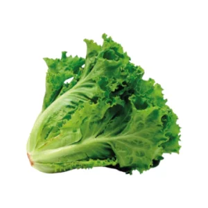 Lechuga  crepa